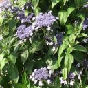 我が家の紫陽花２０１６
