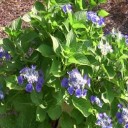 我が家の紫陽花２０１６
