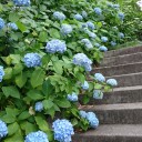 紫陽花寺 2016梅雨