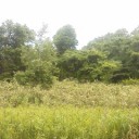 カッコウ、山鳩、ホウホケキョウ。遠くのカエルと蝉時雨。そして梢を揺らす風。