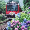 箱根あじさい電車