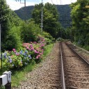 箱根あじさい電車