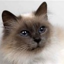 赤んぼ⇒飼い猫⇒熱帯魚⇒長毛犬。…（＾＾；）…☆