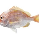 赤んぼ⇒飼い猫⇒熱帯魚⇒長毛犬。…（＾＾；）…☆