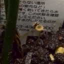 キノコタケノコ元気の子？