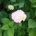 7月14日