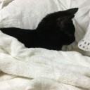 切り刻めないなにか