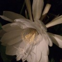 三年目の月下美人
