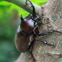カブトムシが急増に発症している！