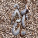 カブトムシが急増に発症している！