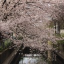 桜ロード2016