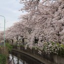 桜ロード2016