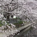 桜ロード2016