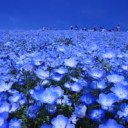 【ハゼリソウ科ネモフィラ属】／瑠璃唐草（るりからくさ）／…「予言の書」「警告のメッセージ」を、「書く前」に…