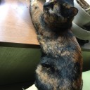 どうも、ねこちゃんずです