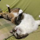 どうも、ねこちゃんずです