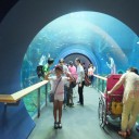 ゆうにゃんとの夏休み　　琵琶湖博物館の水族展示