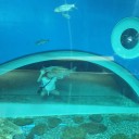 ゆうにゃんとの夏休み　　琵琶湖博物館の水族展示