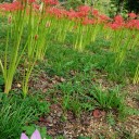 曼珠沙華in船岡城址公園 2016秋