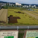 曼珠沙華in船岡城址公園 2016秋