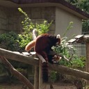 八木山動物園 2016秋