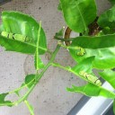 アゲハ蝶の幼虫　
