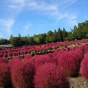 紅葉狩り 蔵王エコーライン 2016秋
