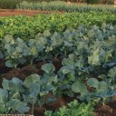 野菜高騰中