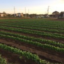 野菜高騰中