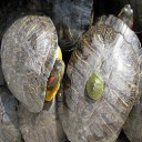 アライグマ、ミドリカメ ペットが捨てられて強暴的な野生化へ変貌！