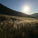 仙石高原までススキを見に行ってきました。