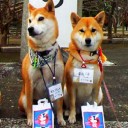 ペットも七五三！