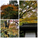 紅葉