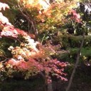 またも紅葉の見ごろには早かった徳川園！