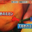 甘いミカンと普通のミカンとは・・・　何処が違う？！