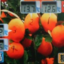 甘いミカンと普通のミカンとは・・・　何処が違う？！