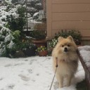 初雪