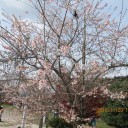 見事だった香嵐渓の紅葉