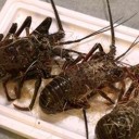 駆け込み！ふるさと納税