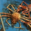 タカアシガニの脱皮