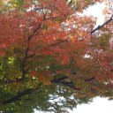 咳止まらん( ꒪⌓꒪)