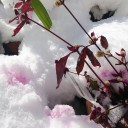 雪を染める紅
