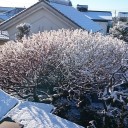 雪
