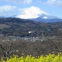 富士山と菜の花