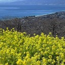 富士山と菜の花