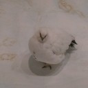 えんせい