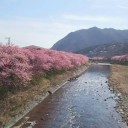大阪で皆さんが活躍している頃、僕は桜を見ていました。