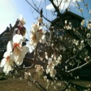 そう言えば・・・　梅の花が咲いていた！