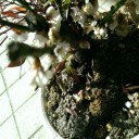 そう言えば・・・　梅の花が咲いていた！