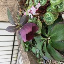 春がきた